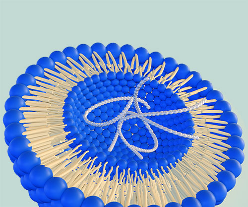 Large Cargo Capacity