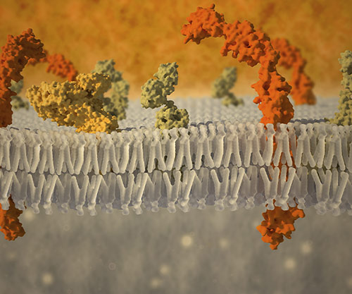 Repeat Dosing Potential