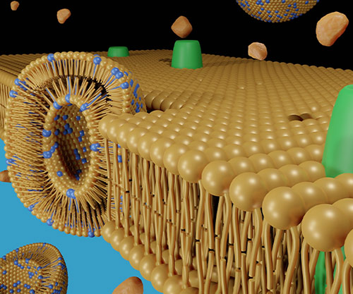 Large Cargo Capacity