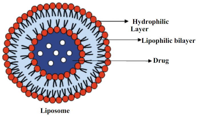 Schematic structure of liposome