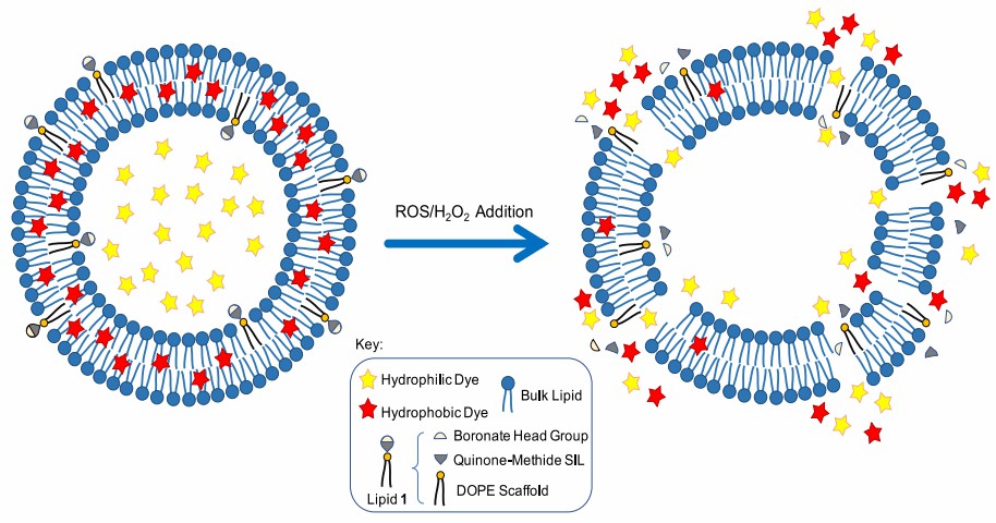 Liposomal release driven by ROS/H2O2 addition.