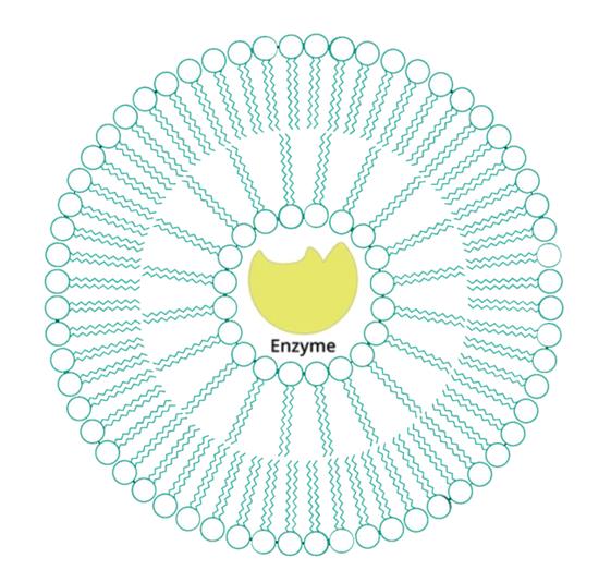 Liposome Encapsulation Services: Enzymes