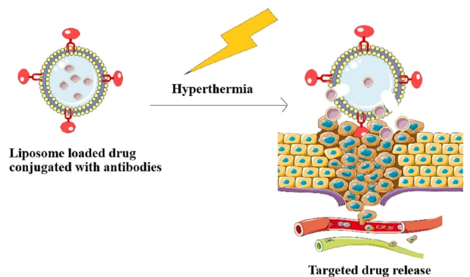 Liposomal modification for targeted drug delivery