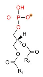 Structure of phosphatidic acid 