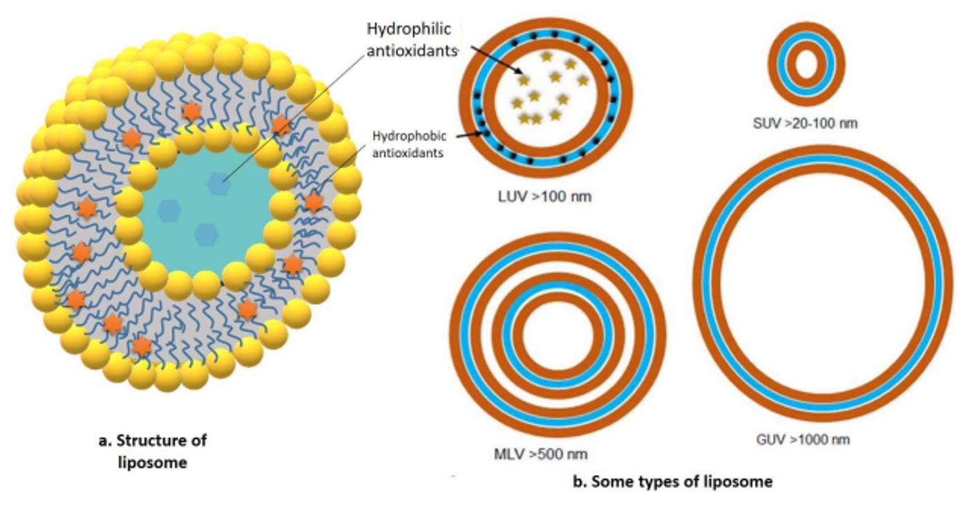 Liposome Encapsulation Services: Enzymes