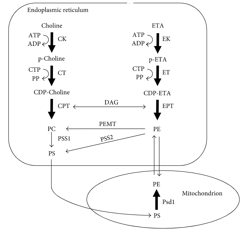 Synthesis of PE via the two major pathways in cells, the Kennedy pathway (ER) and the PSD reaction 