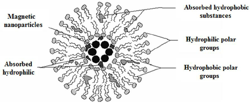 Structure of magnetic liposome