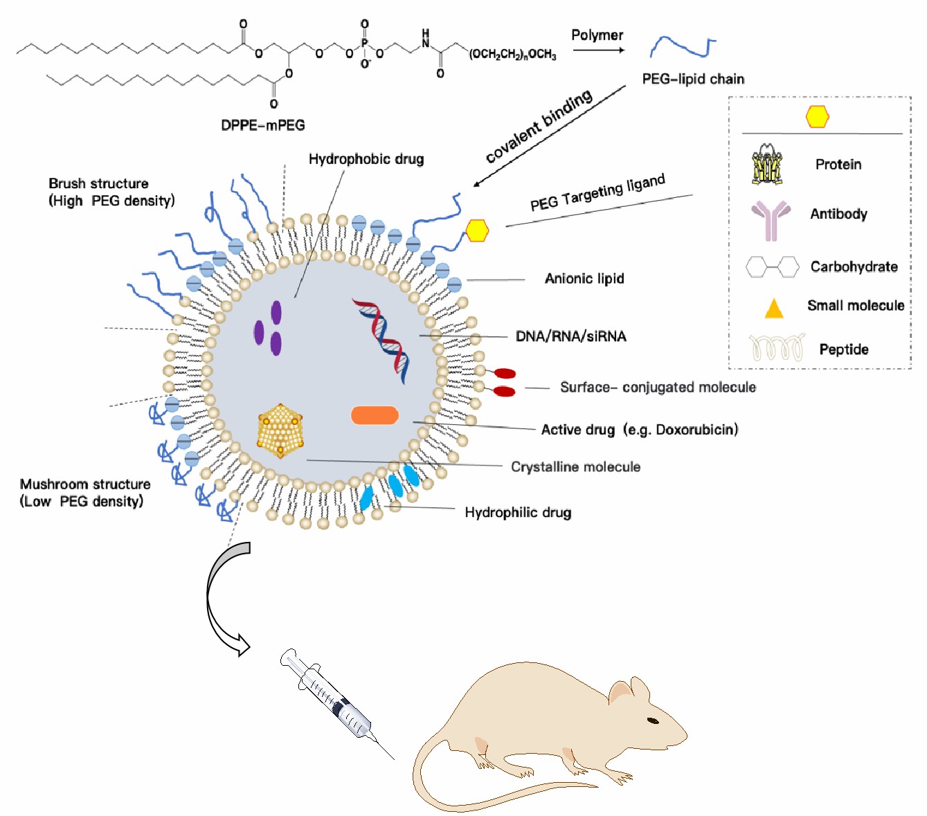 Schematic diagram of PEGylated-anionic-liposomes delivery system