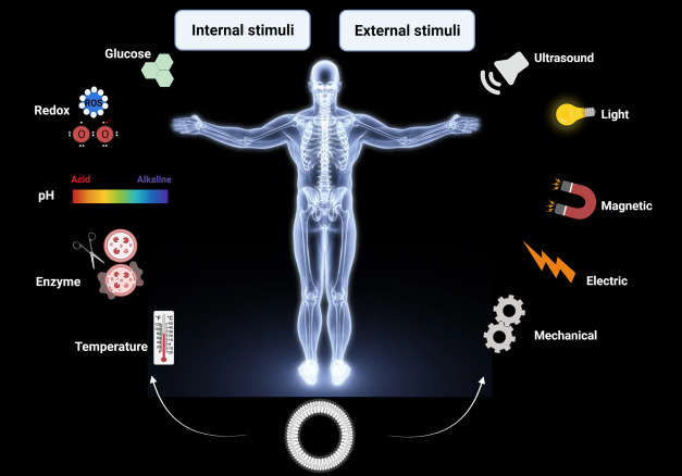 A scheme on the internal and external stimuli liposomal nanocarriers.