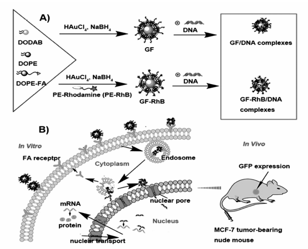 Preparation of GDD-FA/DNA and GDD-FA-RhB/DNA complexes (A); in vitro and in vivo transfection applications of GDD-FA/DNA (B)