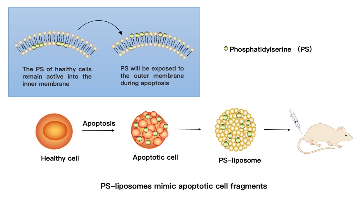 PS-liposomes mimic apoptotic cell fragments