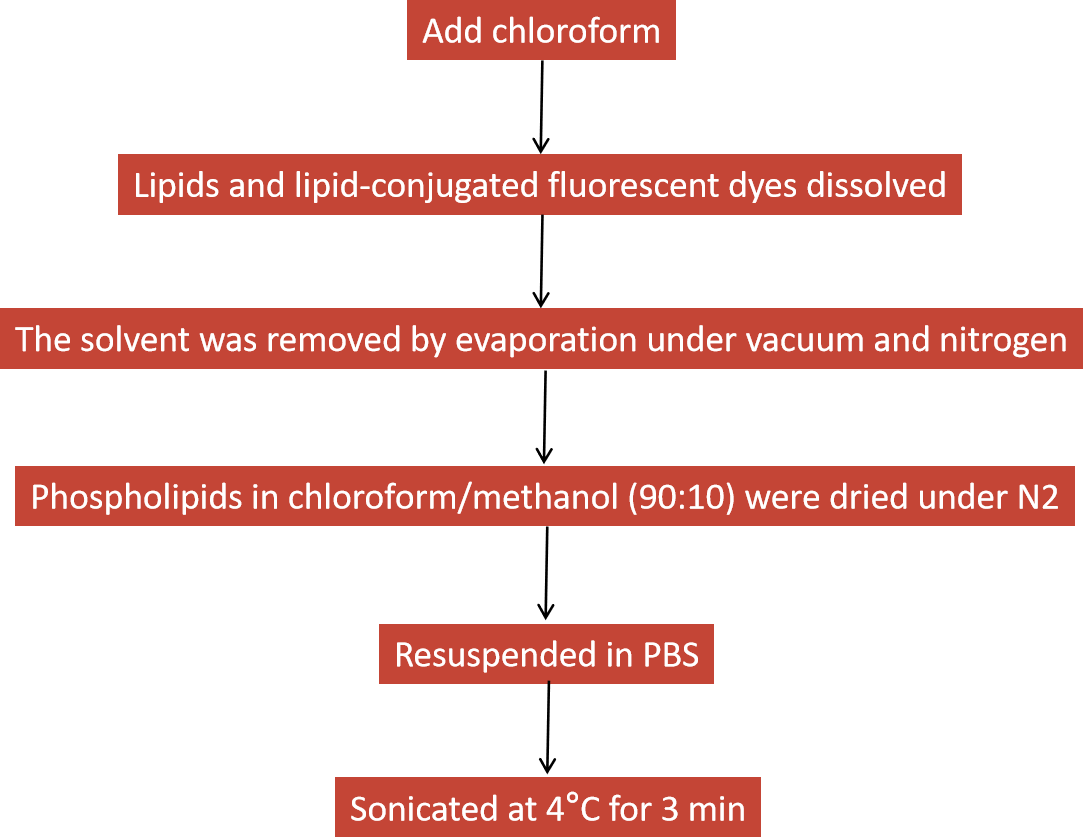 The process of thin film hydration method