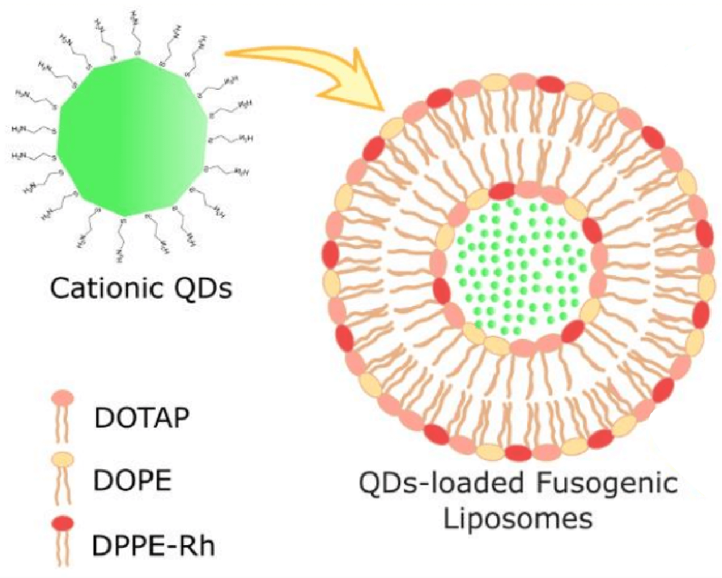 QDs-loaded fusogenic liposomes