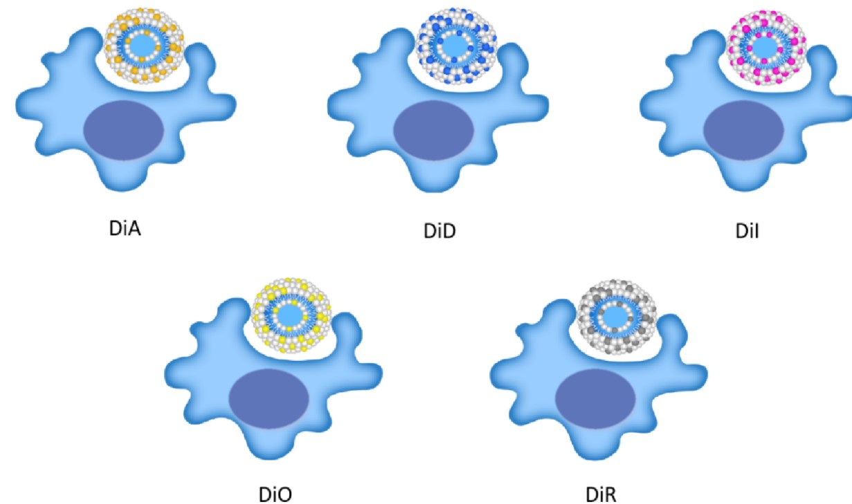 Macrophage uptake of fluorescent liposomes.