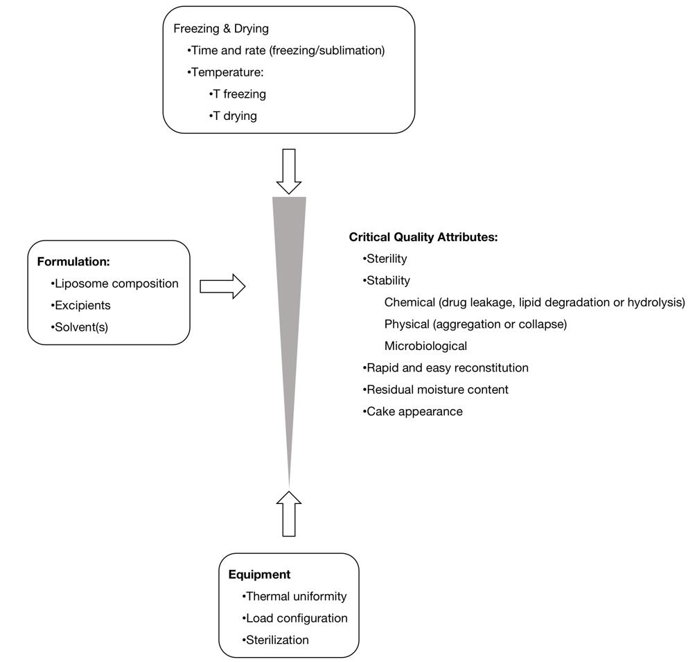 Schematic representation of the  factors influencing the critical quality attributes of freeze-dried liposomes