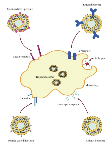 Summary of liposomal targeting  strategies to macrophages