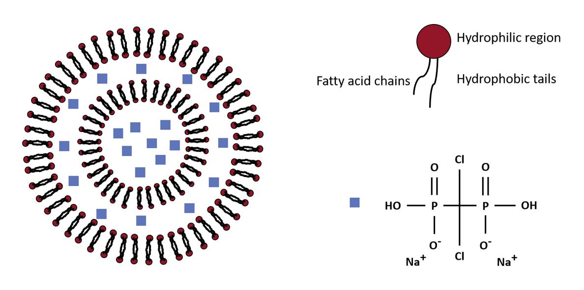 Clodronate liposomes complex