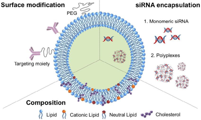 A schematic design of liposomes encapsulating siRNA