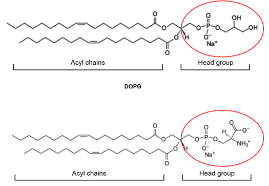 The structure of DOPG and DOPS molecule, with an anionic headgroup