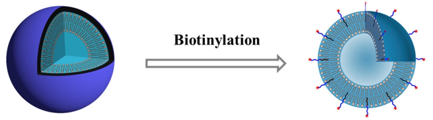 Biotin-modified Liposomes.