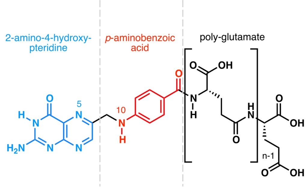 Chemical structure of the folate family.