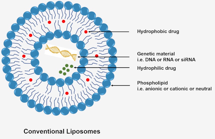 Schematic diagram of conventional liposome structure.