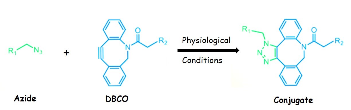 Efficient click chemistry coupling reactions of alkyne and DBCO. – BOC Sciences