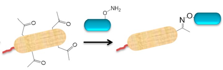 Examples of affixation of primary amines and groups reacting with amines.