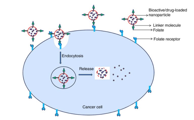 Folic acid receptor mediated delivery of nanoparticles into a cancerous cell.