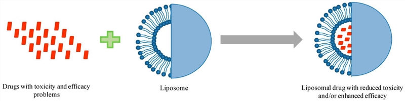 Schematic representation showing the advantages of formulating drugs in liposomes