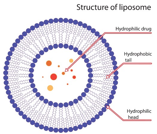 Liposomal Formulation Development