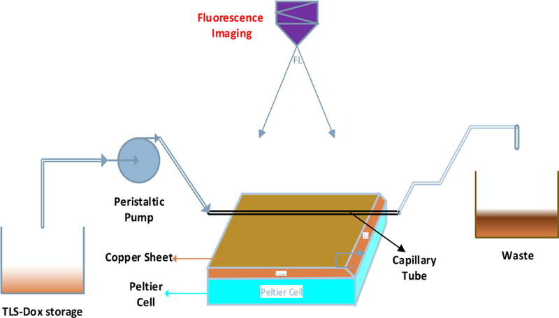 The schematic view of the experimentation setup for measuring the dynamics of drug release of the TSL drug delivery system