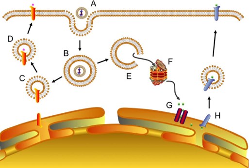 ntracellular processing of liposomal antigens