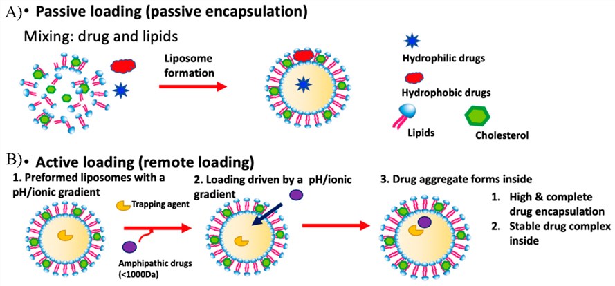 The two major methods for liposomal drug loading