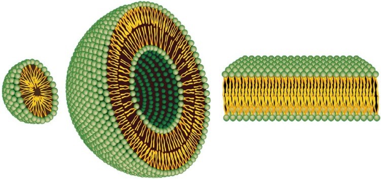 Representation of the steric organization of a micelle (left), a liposome (center), and a lipid bilayer (right)