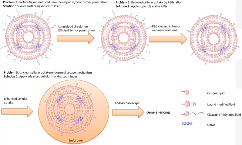 A scheme systemic delivery of liposomal siRNA formula