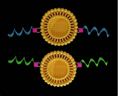 Liposome encapsulated Oligonucleotide services