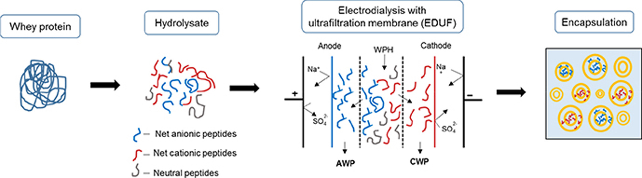 Liposome encapsulation of anionic and cationic whey peptides