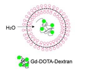 Liposome labeling of highly efficient MRI contrast agents