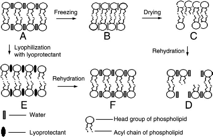 Mechanism of bilayer conformation during lyophilization and rehydration, with and without lyoprotectant