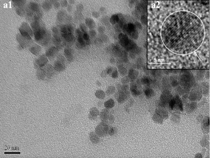 TEM image of citric acid-coated magnetic nanoparticles (CAMNP)