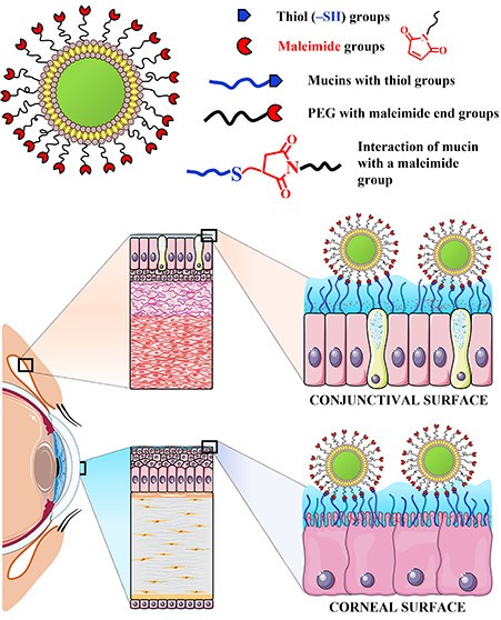 Maleimide-decorated pegylated mucoadhesive liposomes.