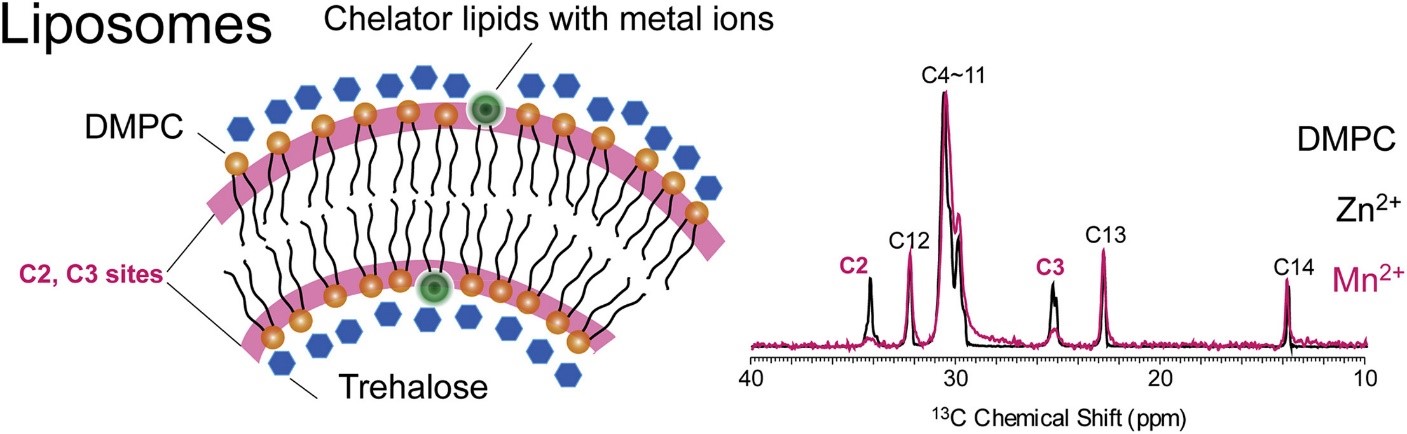 Metal chelating liposome.