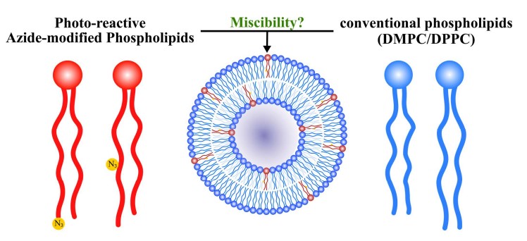 Miscibility of azide-modified membrane lipids with saturated phosphatidylcholine and saturated phosphatidylcholine, respectively.