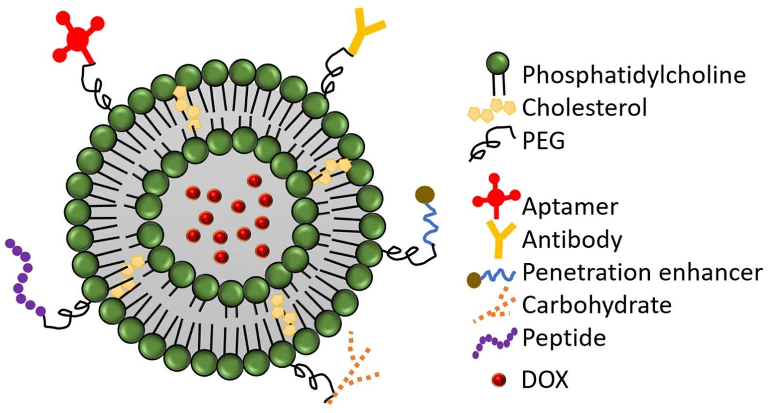 Modifications of PEGylated liposomal doxorubicin (PLD) surface.