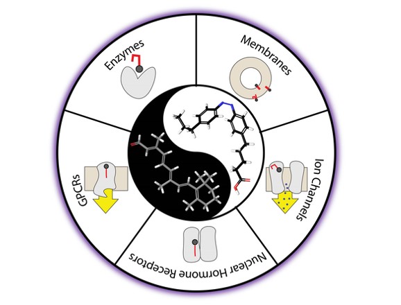 Molecular targets involved in photoswitchable lipid-mediated biological processes.