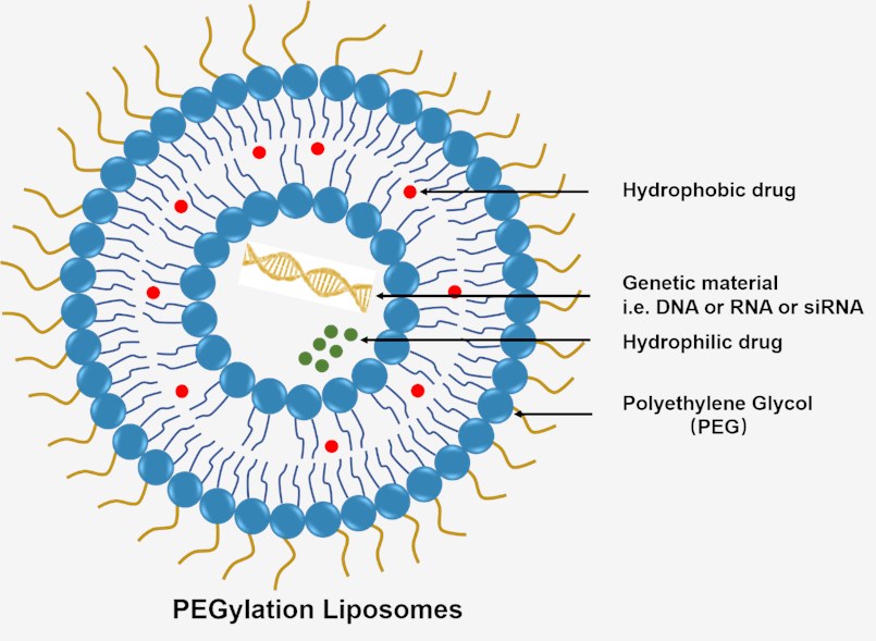 Schematic diagram of PEGylation liposome structure