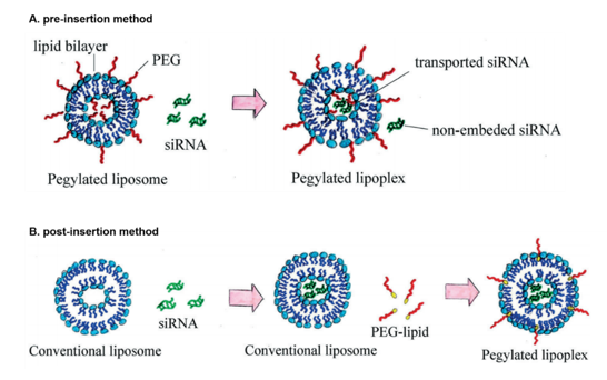 Schematic diagram of PEGylation liposome structure