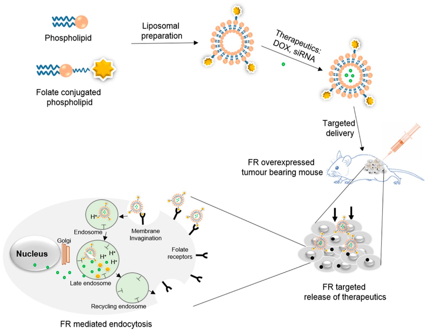 Schematic representation of the preparation of folate liposomes and targeted delivery of therapeutics via folate receptor-mediated endocytosis