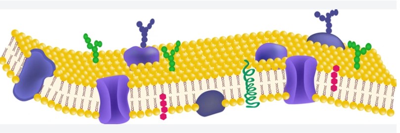 The basic structure of cell membranes.